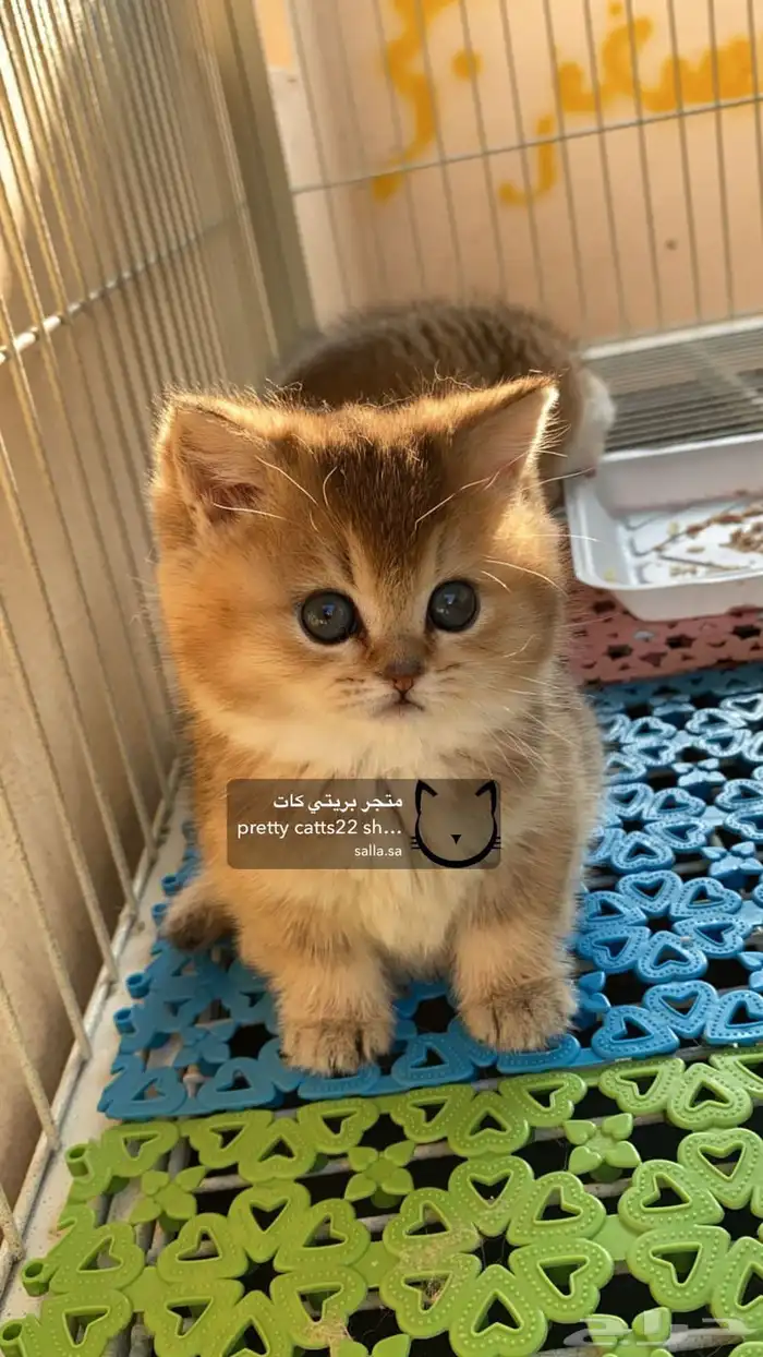 سكوتش فولد 0