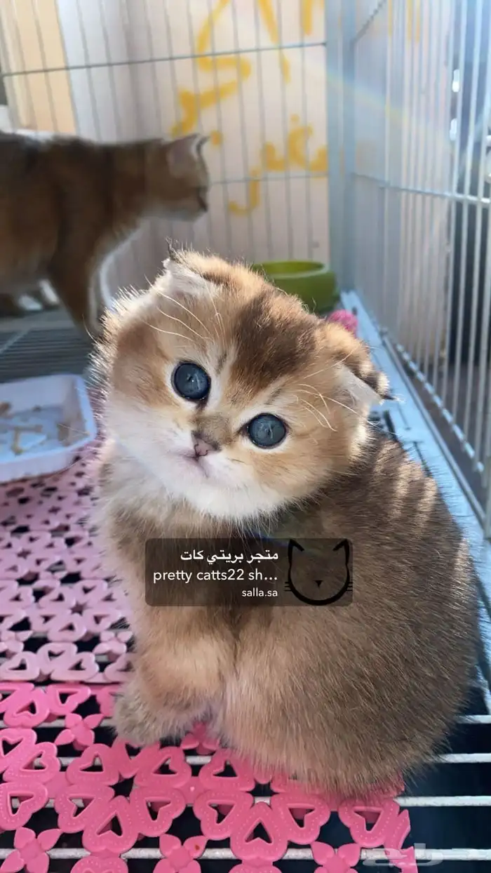 سكوتش فولد 3