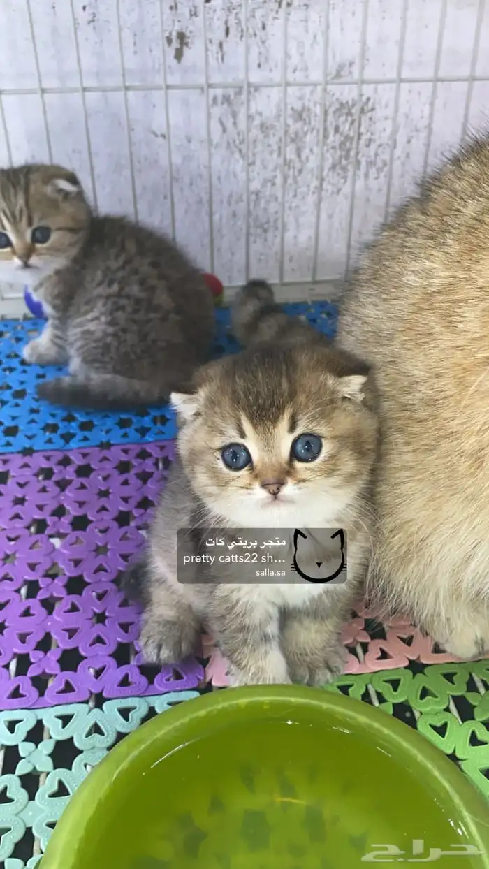 سكوتش فولد 4