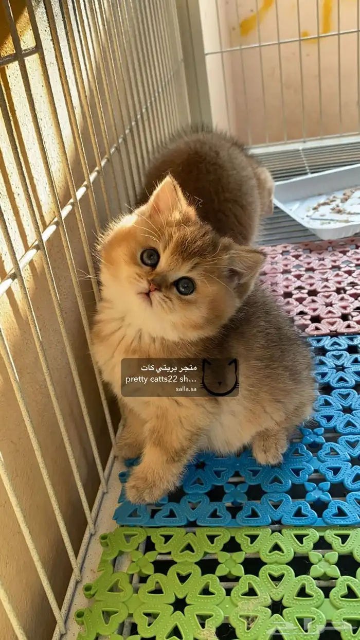 سكوتش فولد 1