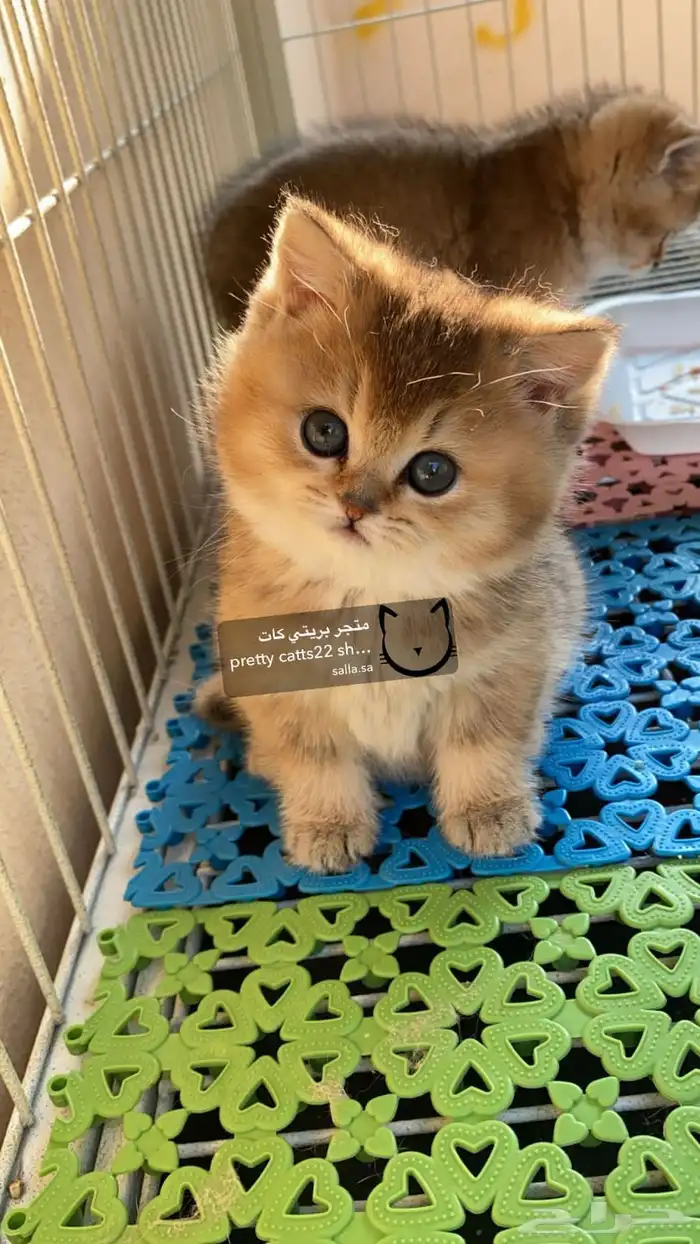 سكوتش فولد 2