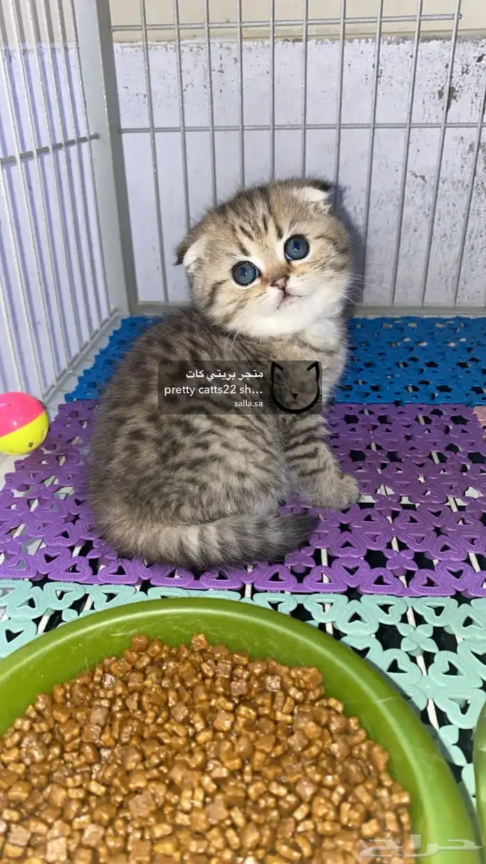 سكوتش فولد 5