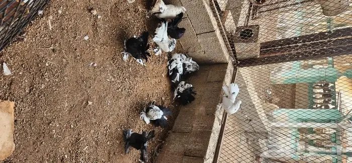 10 فرد حمام رقاص هندي تايقر 5
