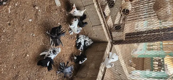10 فرد حمام رقاص هندي تايقر 7