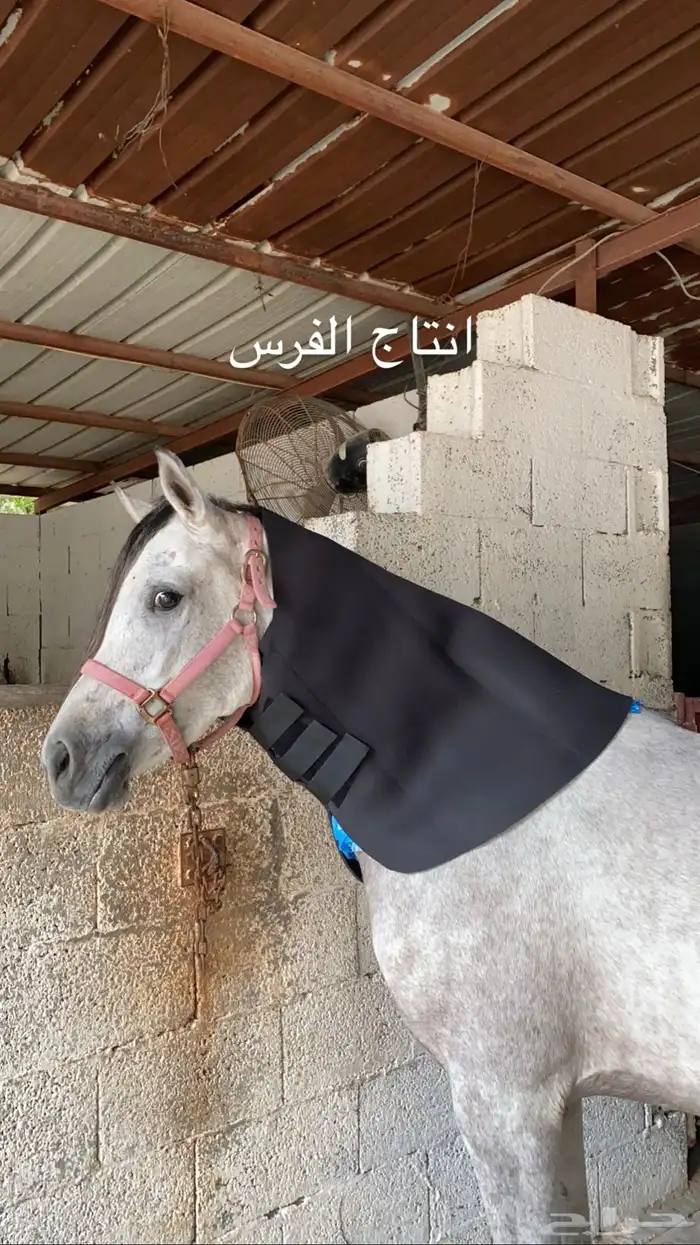 فرس واهو رفيعه وسبوق 3