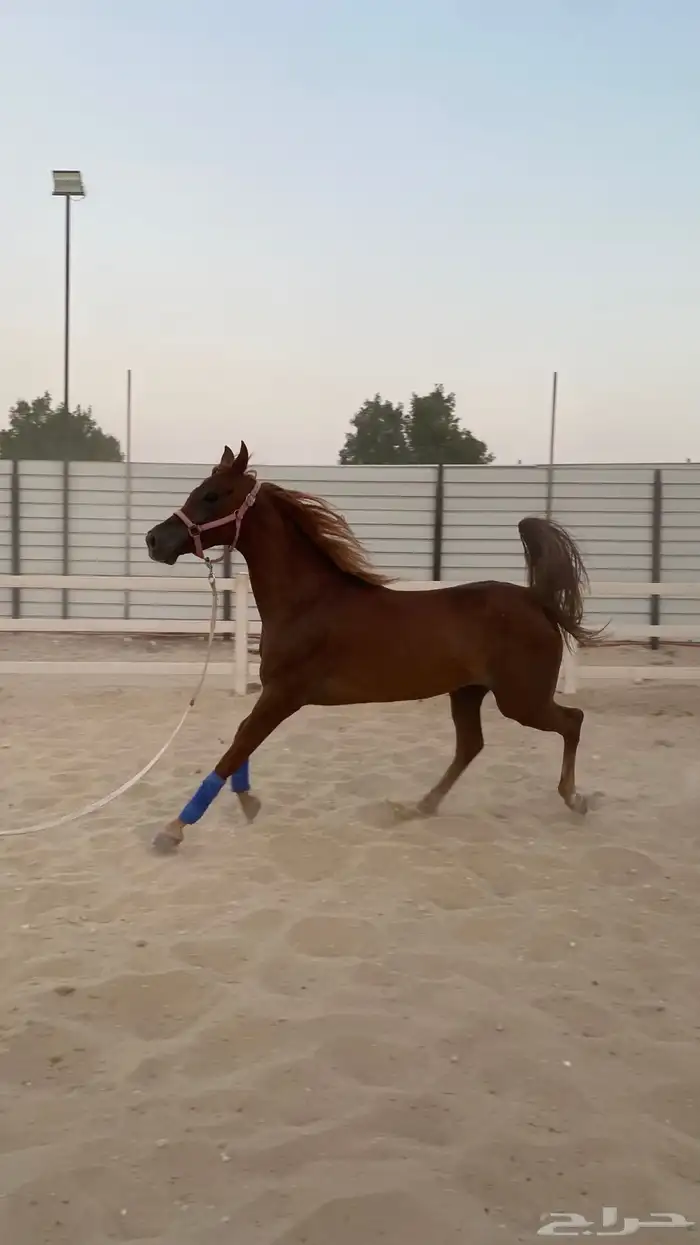 فرس واهو رفيعه وسبوق 2
