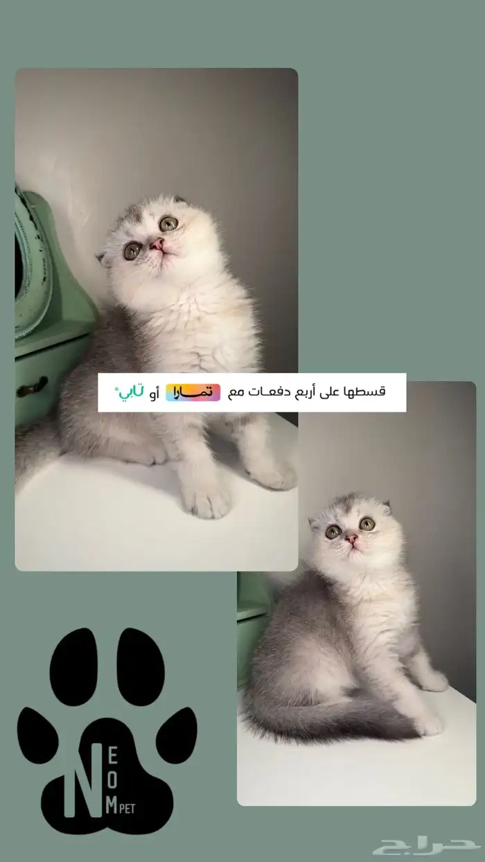 سكوتش تربل فولد ستريت قولد سلفر انثى ذكر قطط جدة مكة المدينة 1