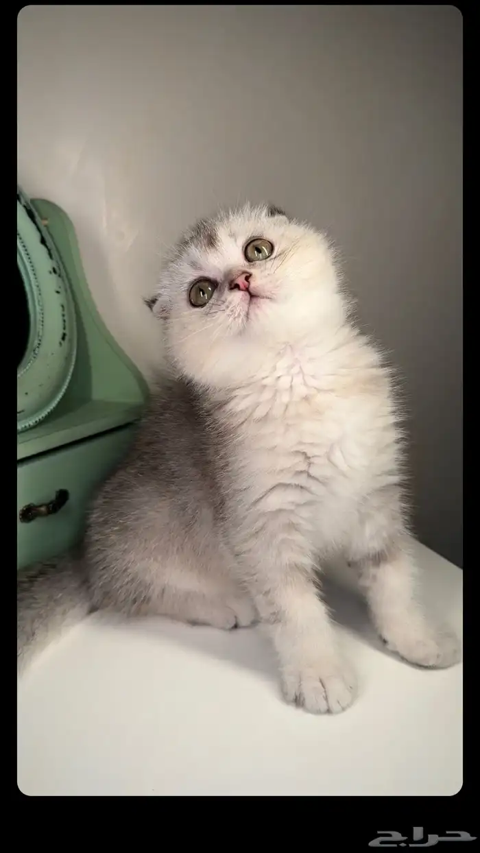 سكوتش تربل فولد ستريت قولد سلفر انثى ذكر قطط جدة مكة المدينة 0