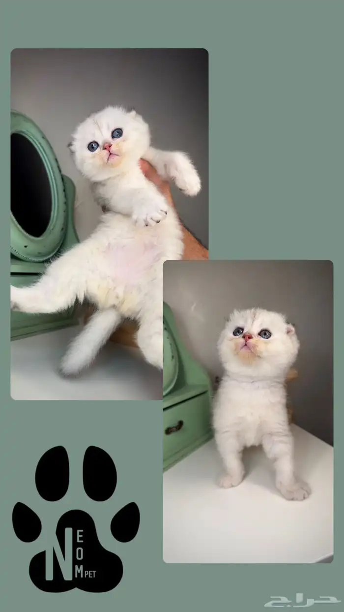 سكوتش تربل فولد ستريت قولد سلفر انثى ذكر قطط جدة مكة المدينة 6