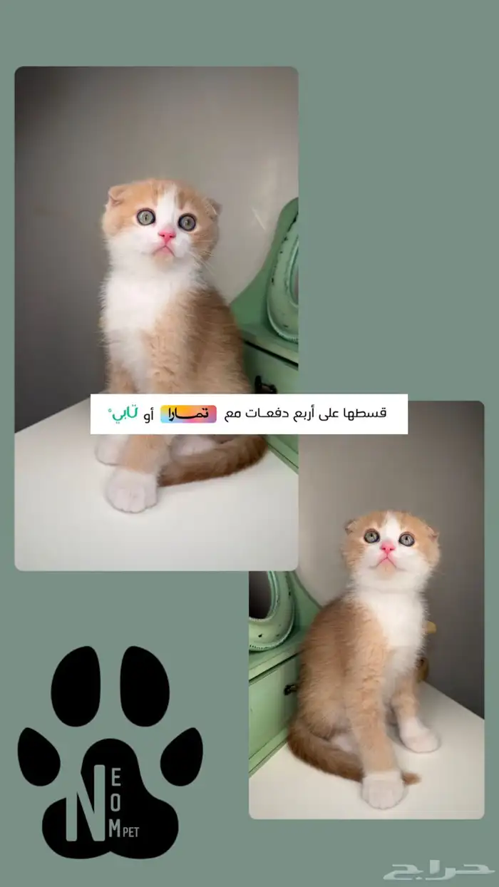 سكوتش فولد انثى ذكر ستريت بيرشن هاف بيكي فيس شيرازي قطه بسه 1