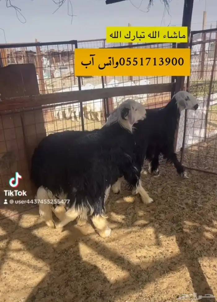 ملحمة ذبائح الحجاز - مخطط البدراني- بجوار صيدلية المجتمع 22