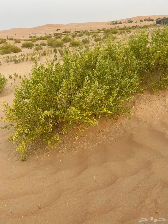 شتلات برية الهرم الشيح هجليج الضمران الشعران الفرس رغل 0