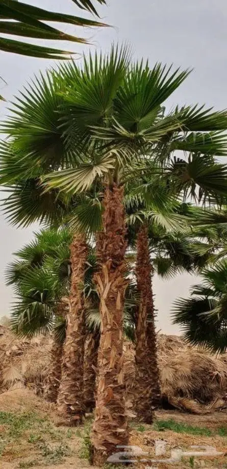 نخل واشنطني زينه للبيع 1
