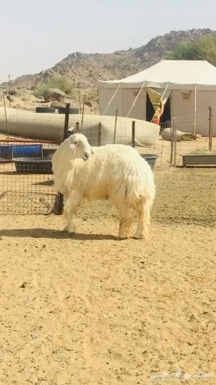 فحل حري مطور فاخر( تم اضافه صور جديده) 11