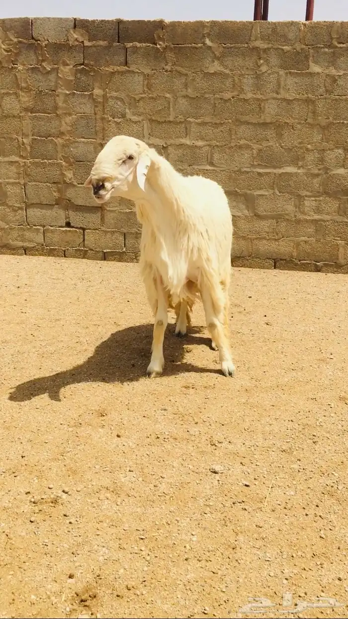 فحل حري مطور فاخر( تم اضافه صور جديده) 1