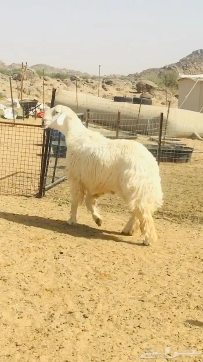 فحل حري مطور فاخر( تم اضافه صور جديده) 3
