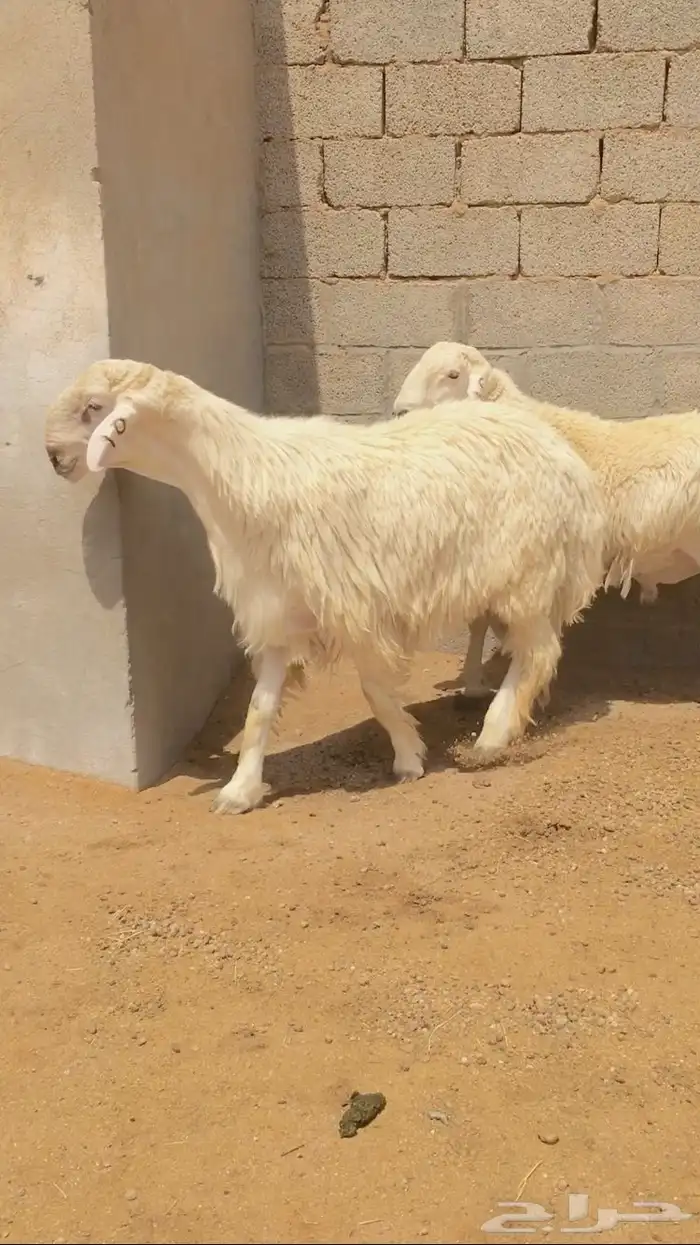 فحل حري مطور فاخر( تم اضافه صور جديده) 6