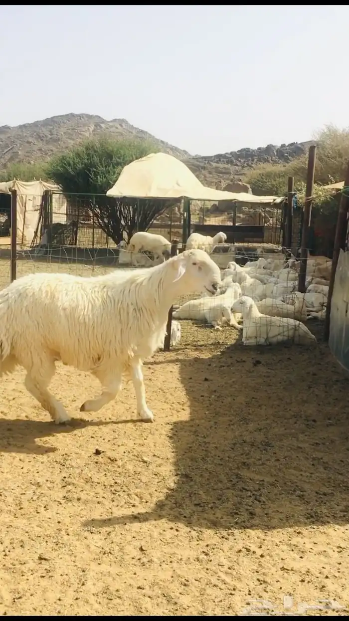 فحل حري مطور فاخر( تم اضافه صور جديده) 2