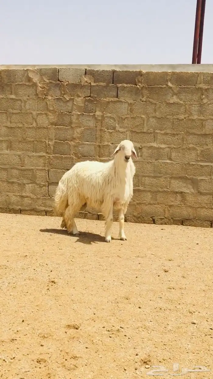 فحل حري مطور فاخر( تم اضافه صور جديده) 9