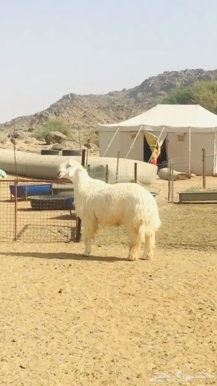 فحل حري مطور فاخر( تم اضافه صور جديده) 4