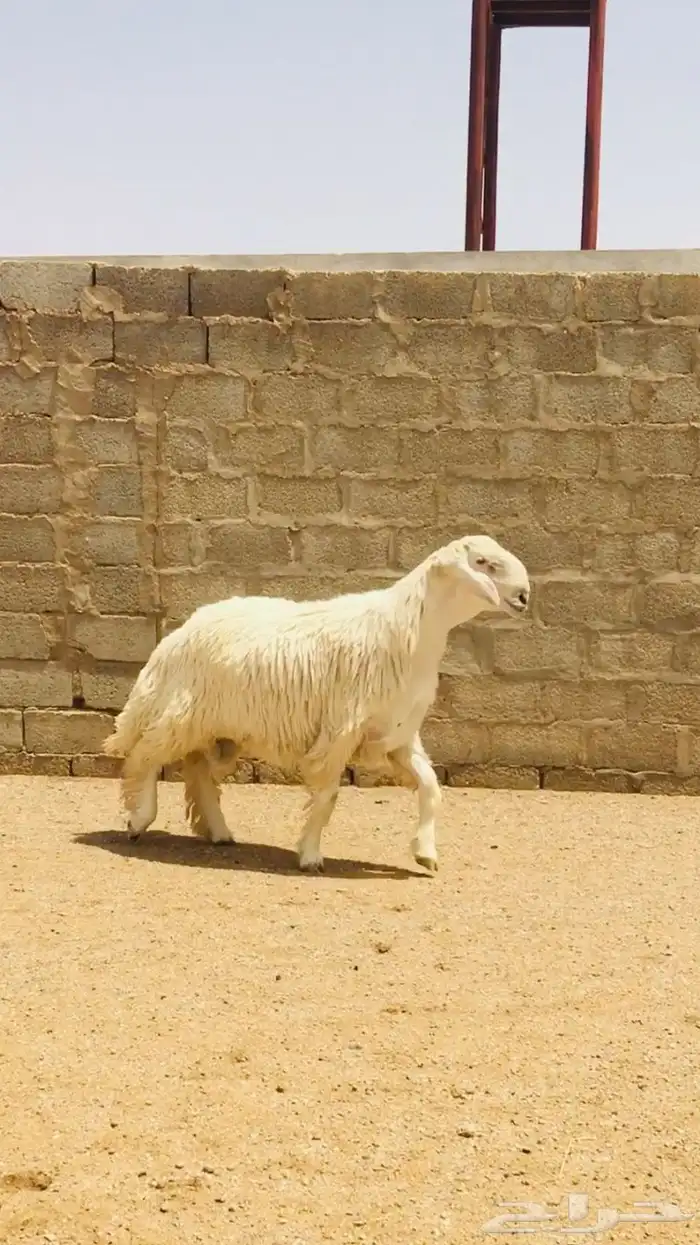 فحل حري مطور فاخر( تم اضافه صور جديده) 8