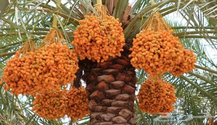 مقاول شبوك وجميع اعمال الحداده 10