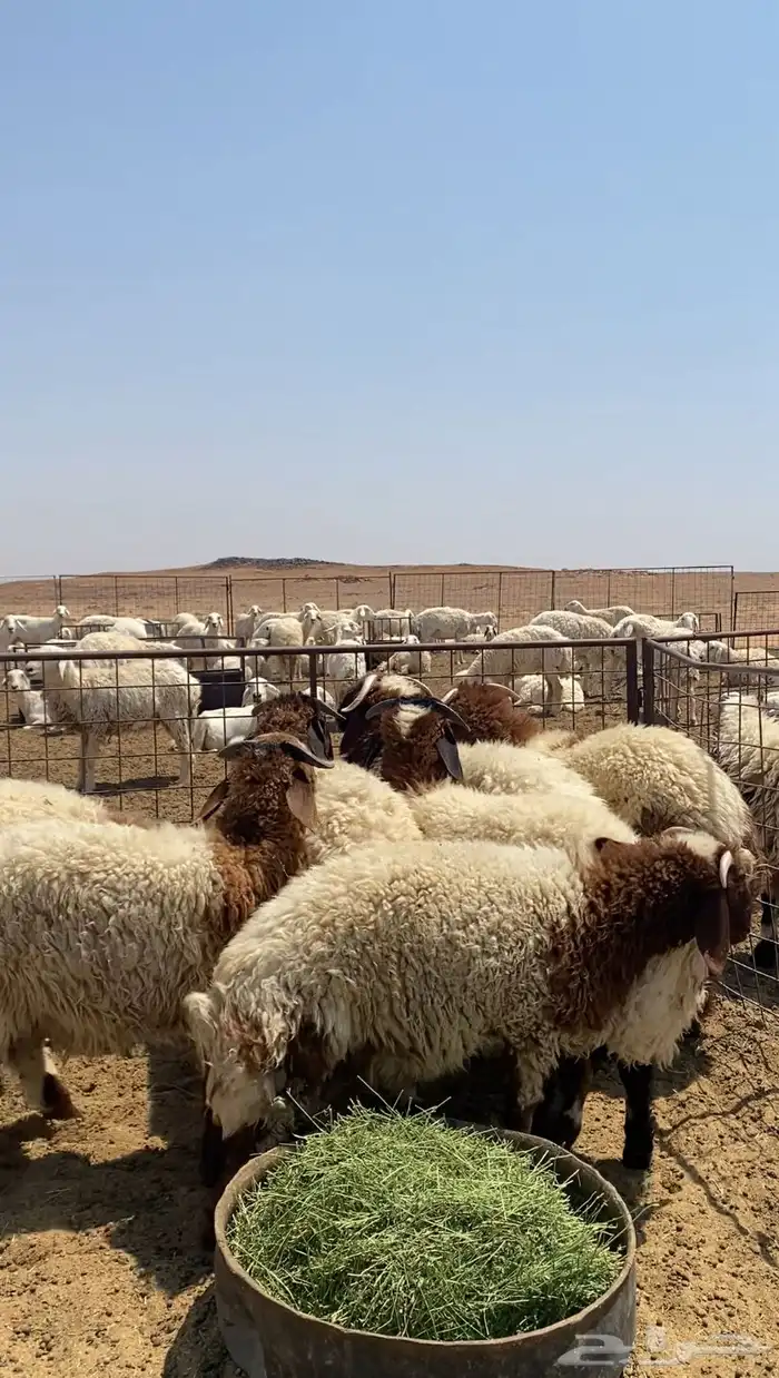 طليان نجد ونعيم 3