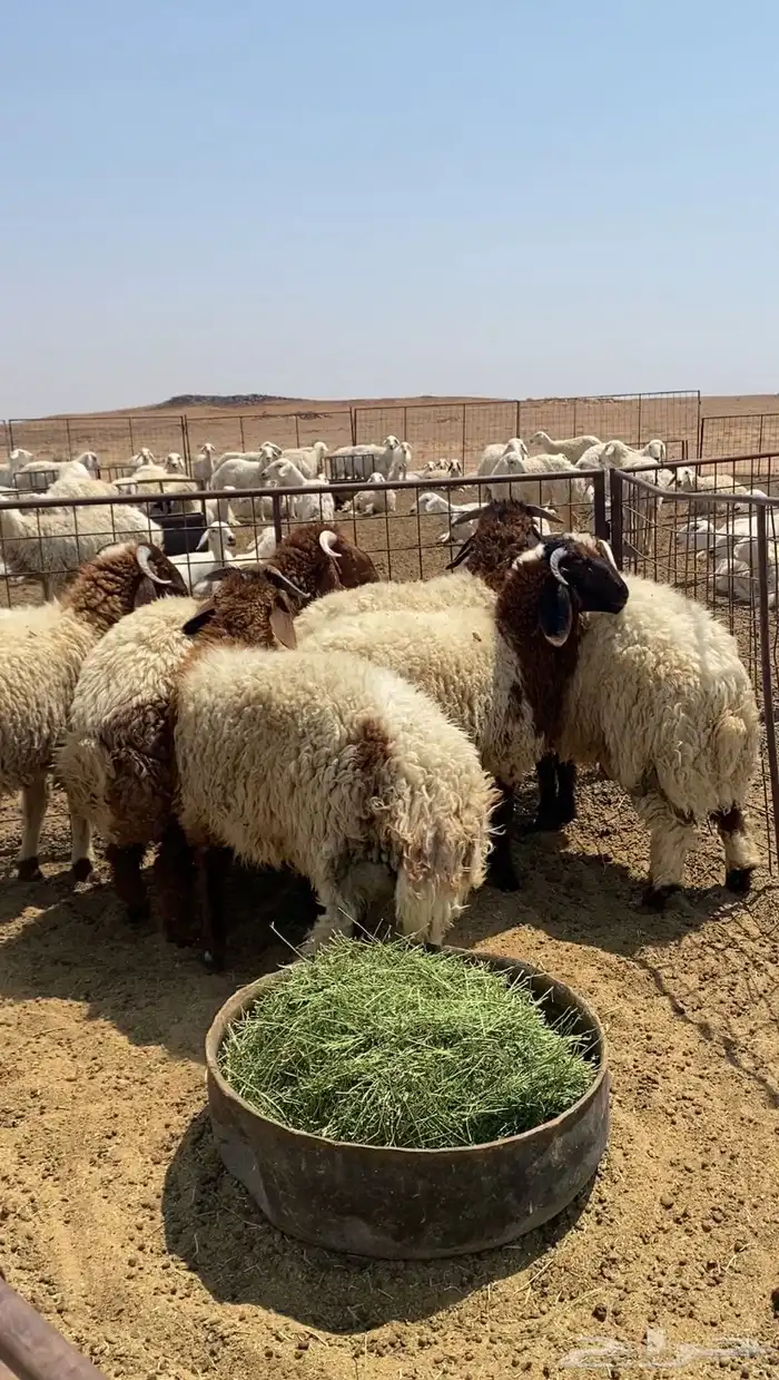 طليان نجد ونعيم 5