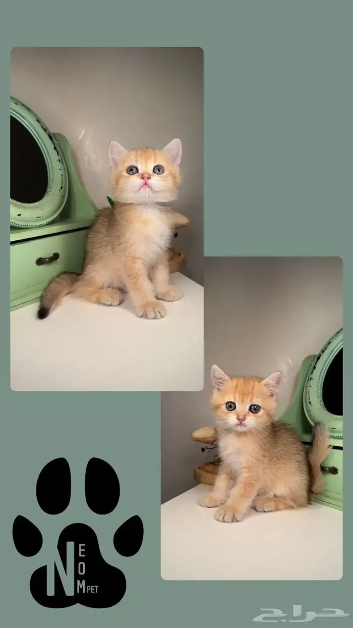 سكوتش تربل فولد ستريت قولد سلفر انثى ذكر قطط جدة مكة المدينة 2