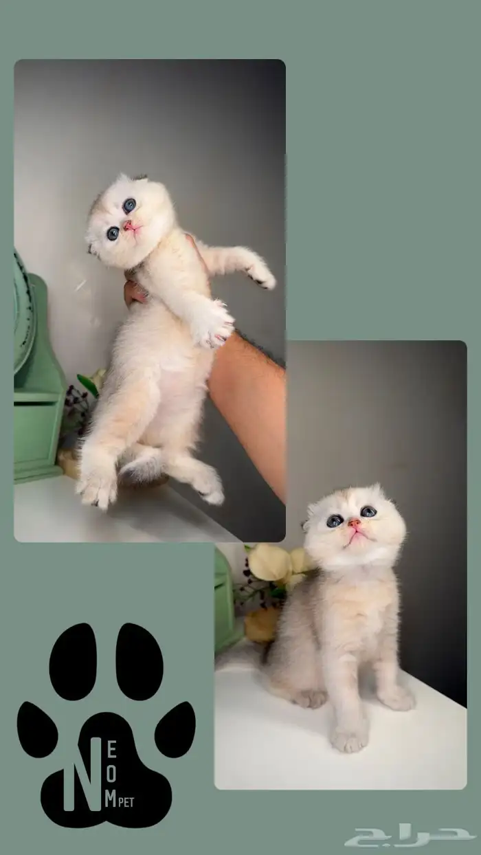 سكوتش تربل فولد ستريت قولد سلفر انثى ذكر قطط جدة مكة المدينة 3