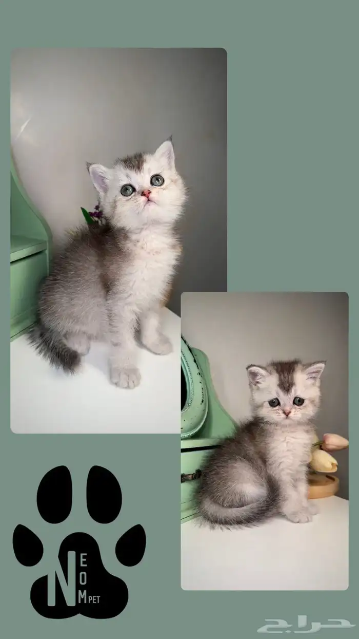 سكوتش تربل فولد ستريت قولد سلفر انثى ذكر قطط جدة مكة المدينة 7