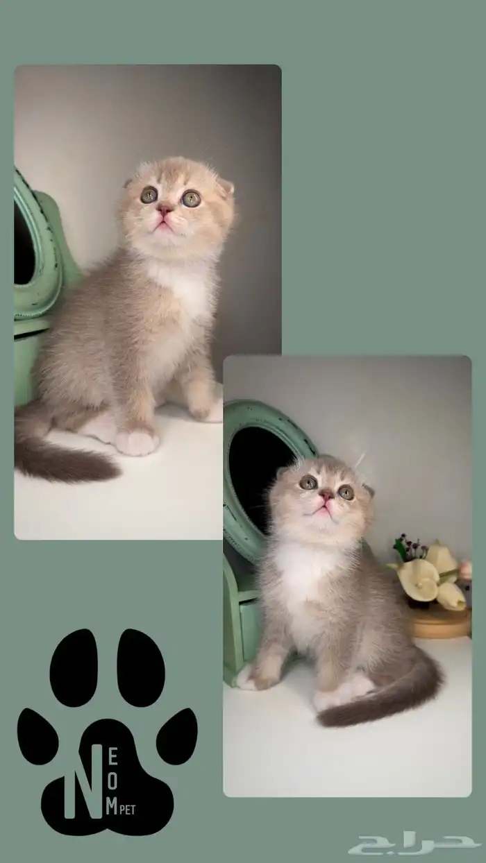 سكوتش تربل فولد ستريت قولد سلفر انثى ذكر قطط جدة مكة المدينة 4