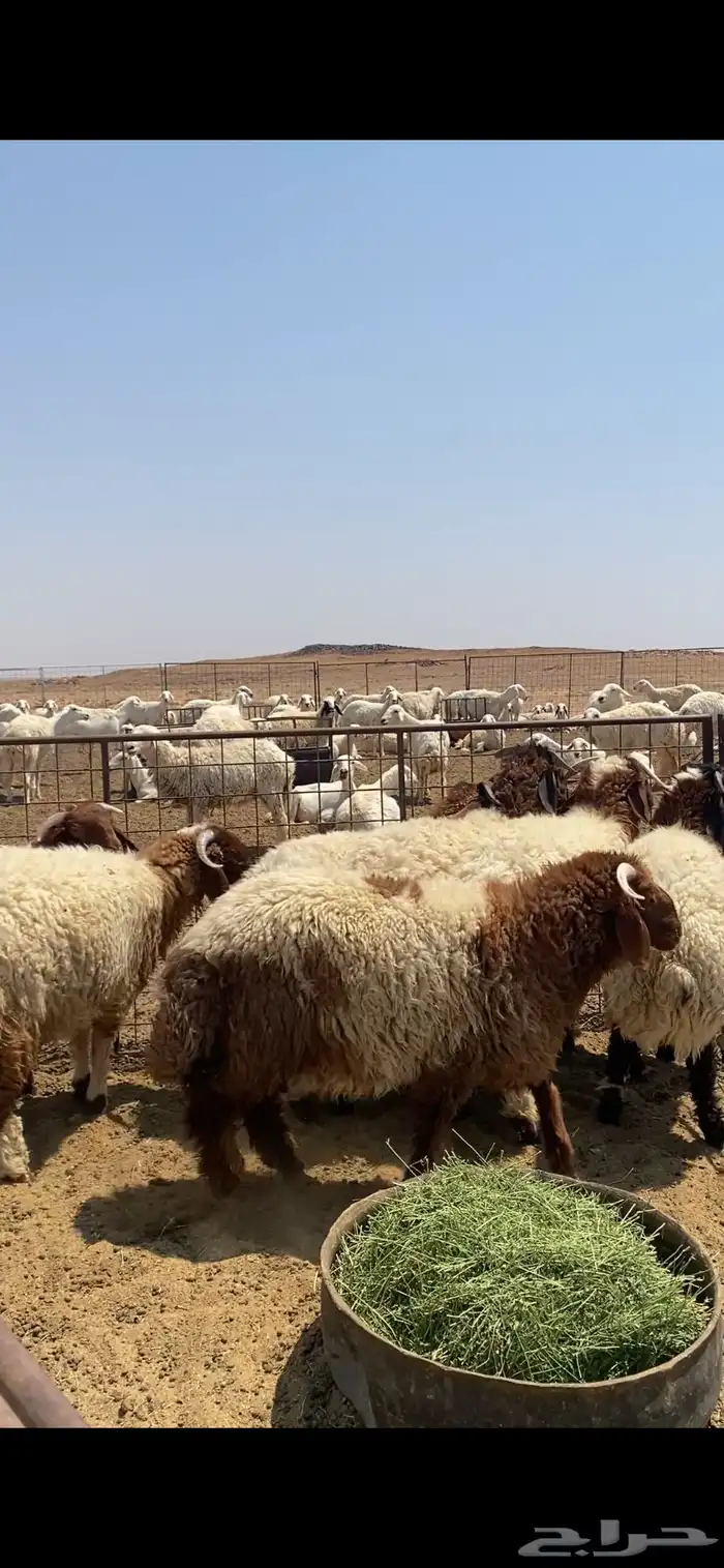 طليان نجد ونعيم 0