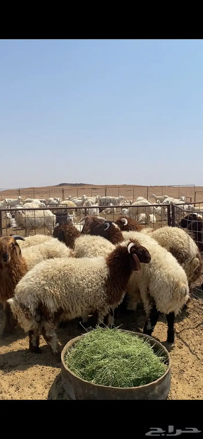 طليان نجد ونعيم 2