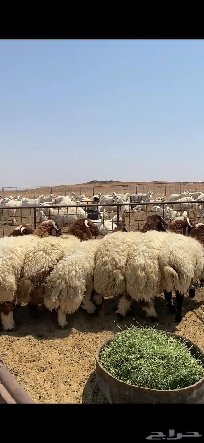 طليان نجد ونعيم 4