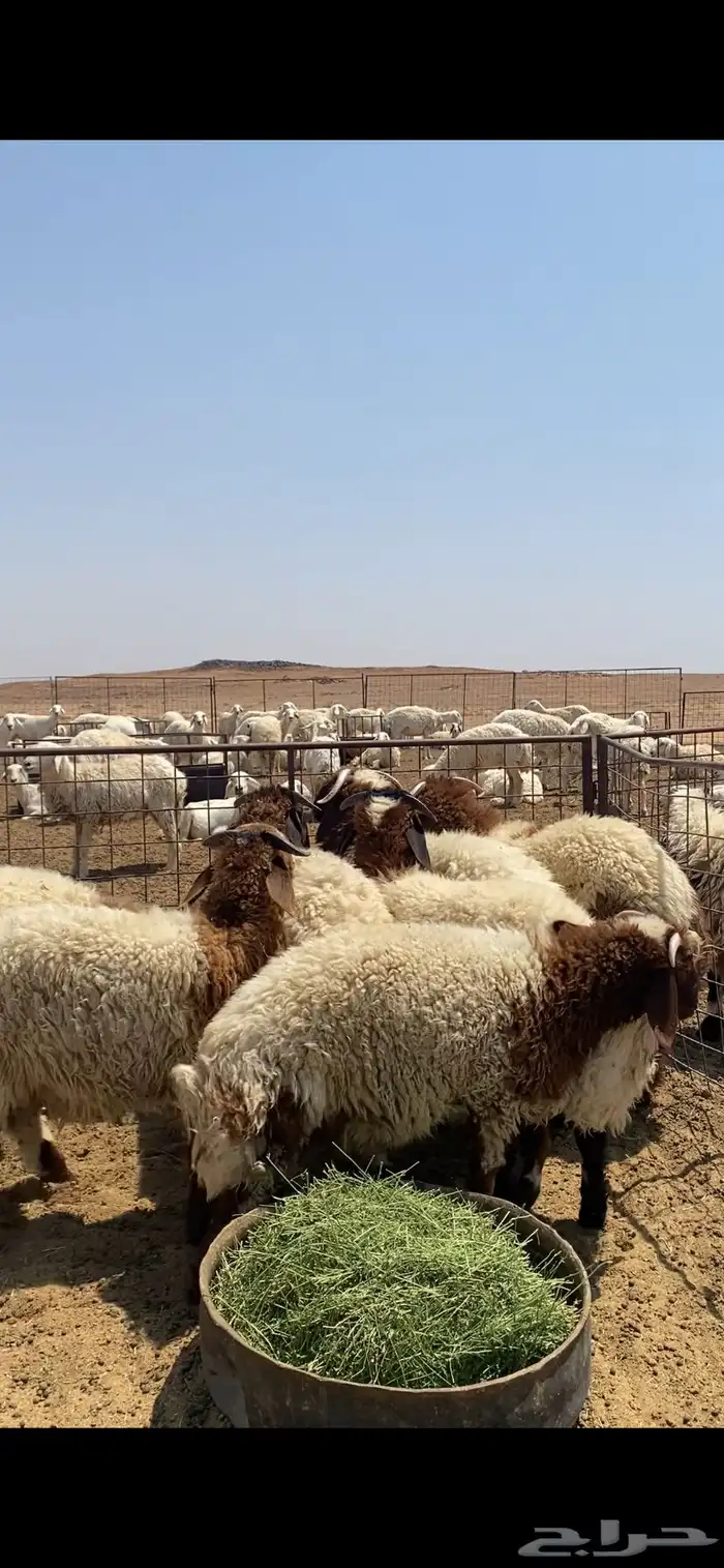 طليان نجد ونعيم 1