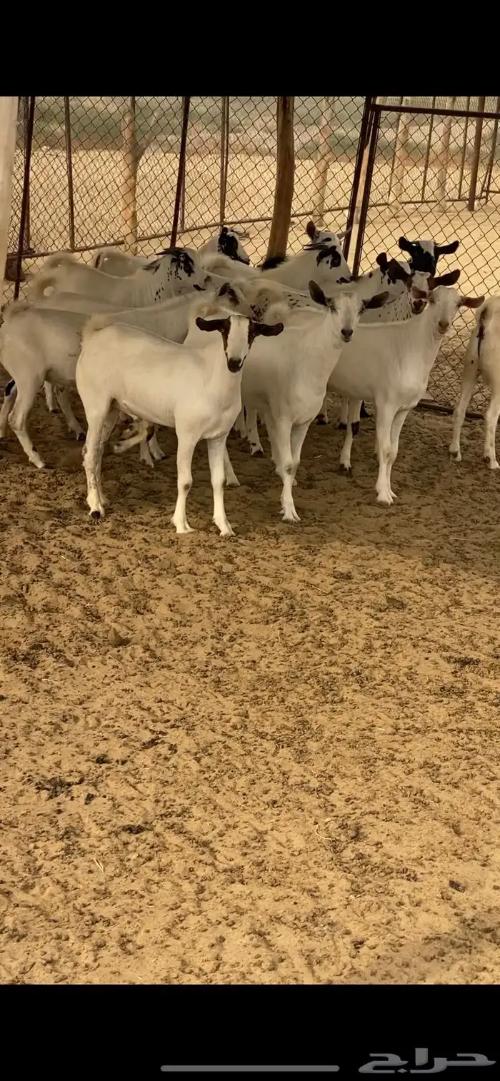 تيوس ذبايح للبيع 0