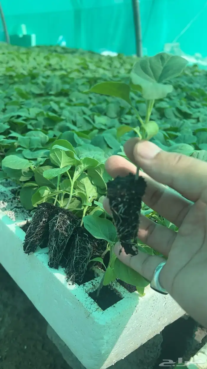 مشتل الريحانه لجميع انواع الخضار 3