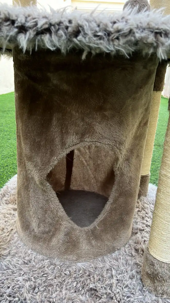 هندول قطط 4