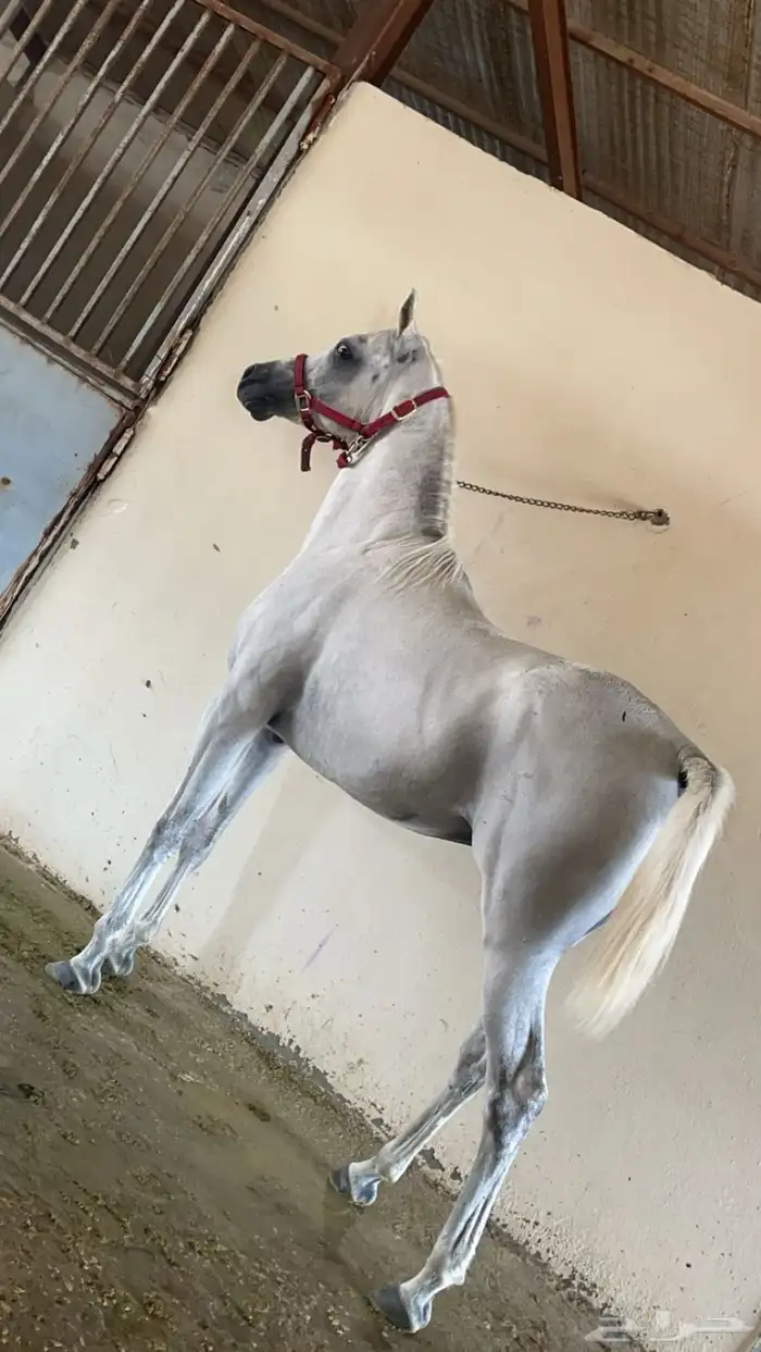 حصان عربي اصيل اوراق 5