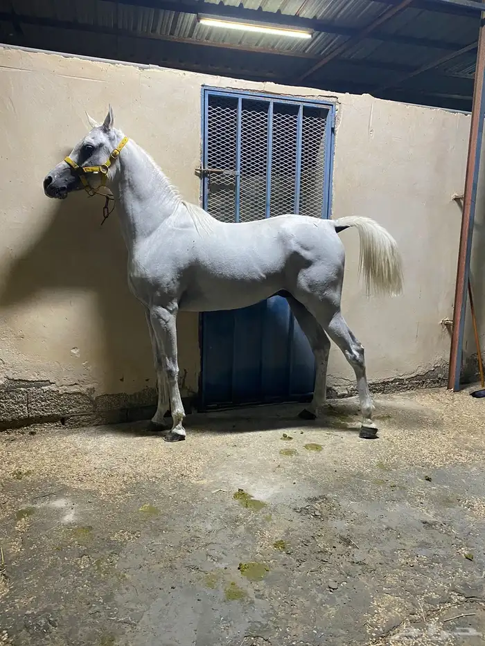 حصان عربي اصيل اوراق 0