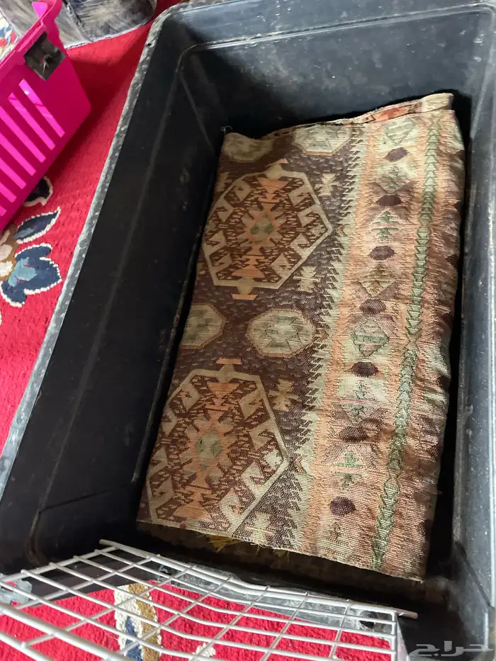 بيت لقطط فل كامل 5