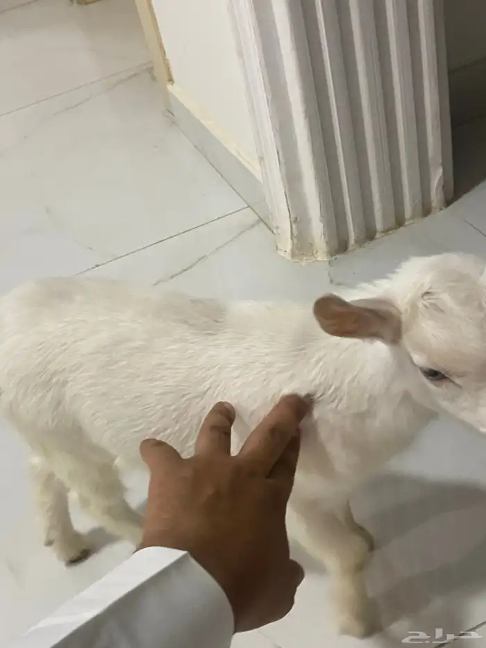 قزمي اليف تم البيع الله يعوض خير 3