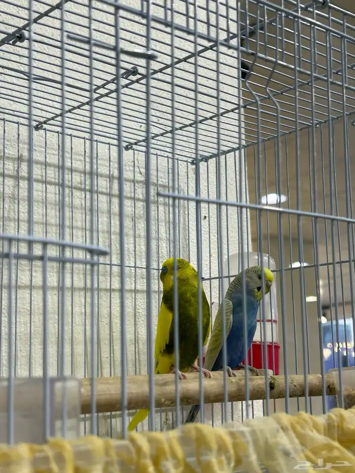 بادجي هولندي . انتاج محلي صحة ونظافة 5