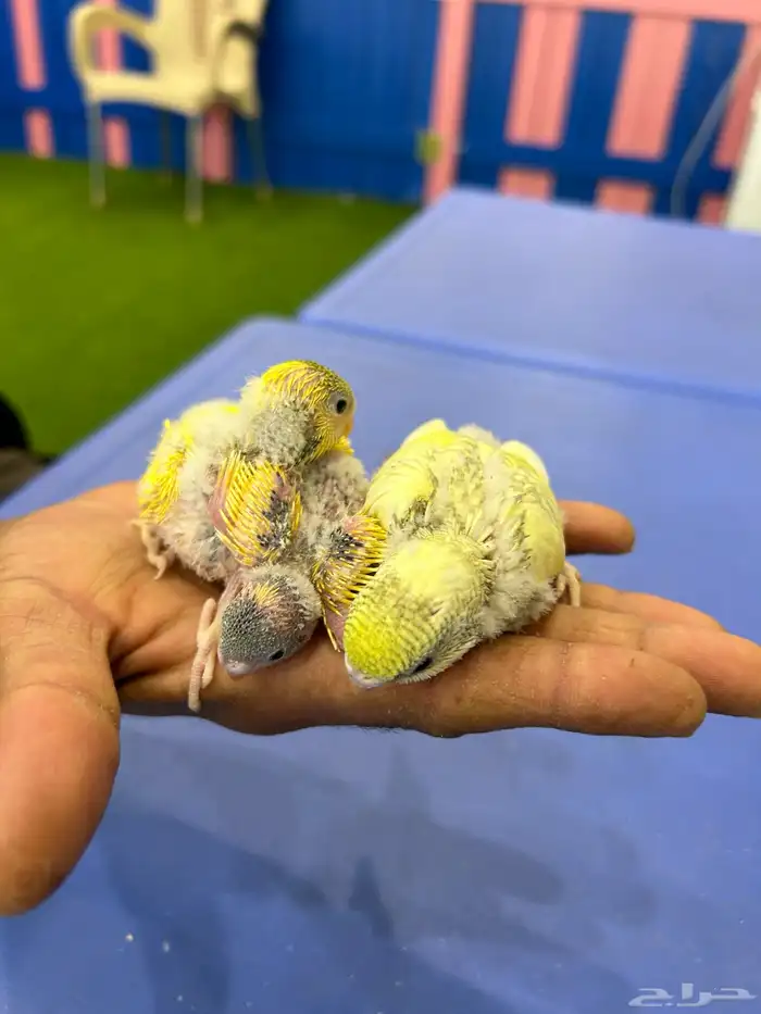 بادجي هولندي . انتاج محلي صحة ونظافة 4