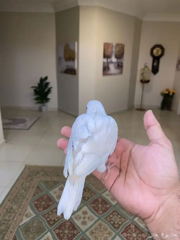 فرخ كويكر نهاية غر ( تم البيع ) 4