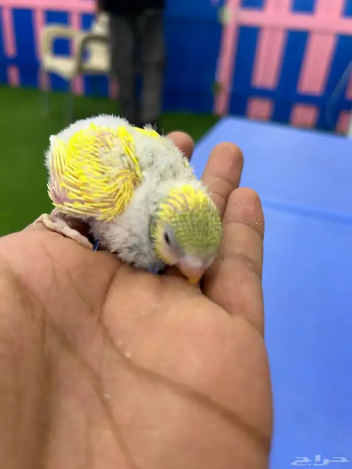 بادجي هولندي . انتاج محلي صحة ونظافة 1