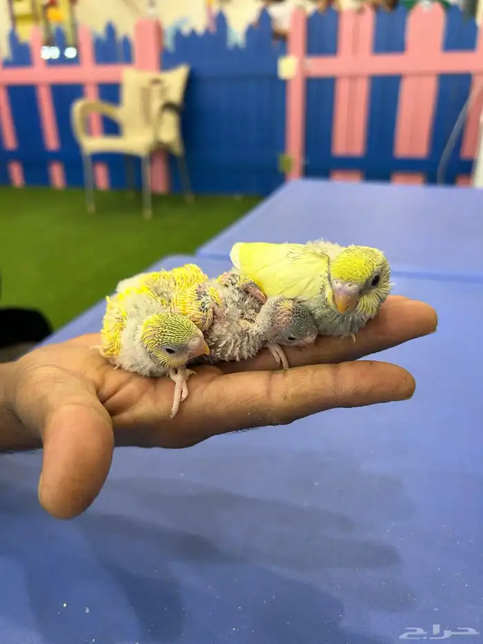 بادجي هولندي . انتاج محلي صحة ونظافة 2