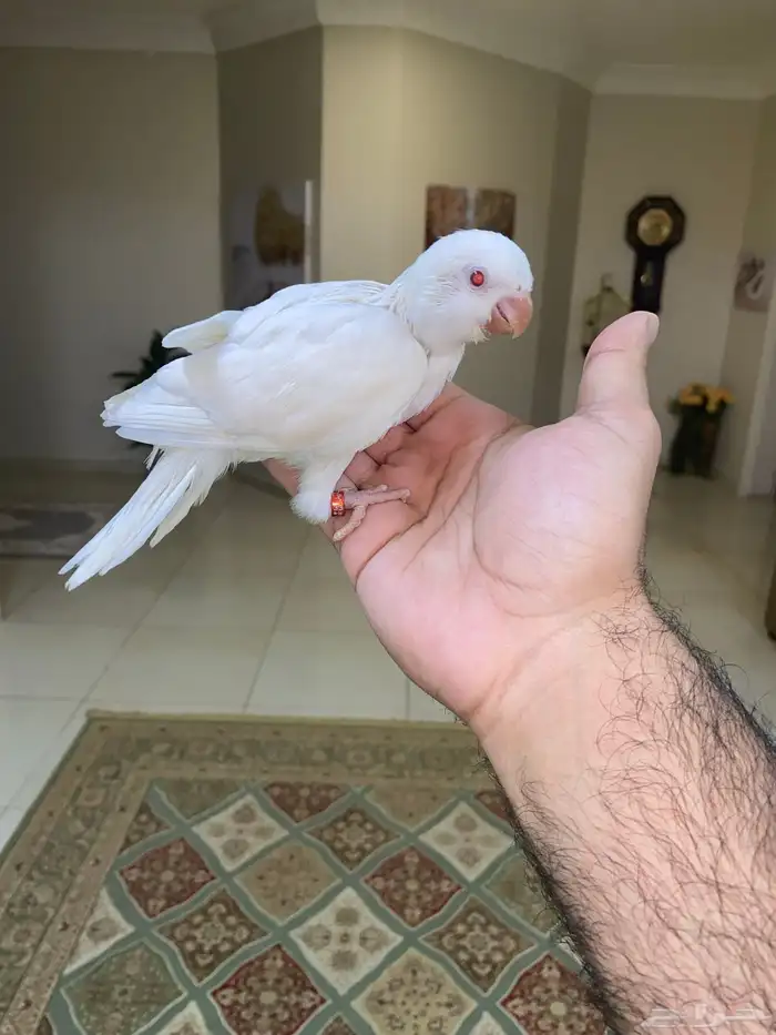 فرخ كويكر نهاية غر ( تم البيع ) 1