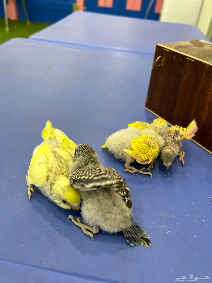 بادجي هولندي . انتاج محلي صحة ونظافة 3